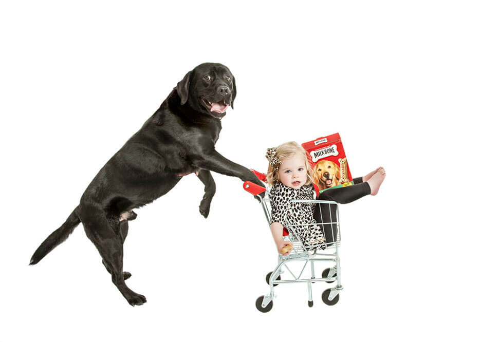 Dog pushing a child in a mini trolley