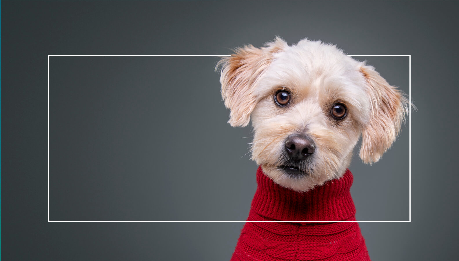 Super cute dog portrait wearing a red jumper