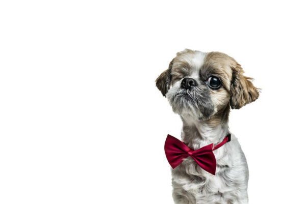 Small dog with red bowtie