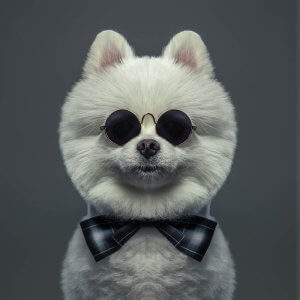 Smiling dog with glasses on