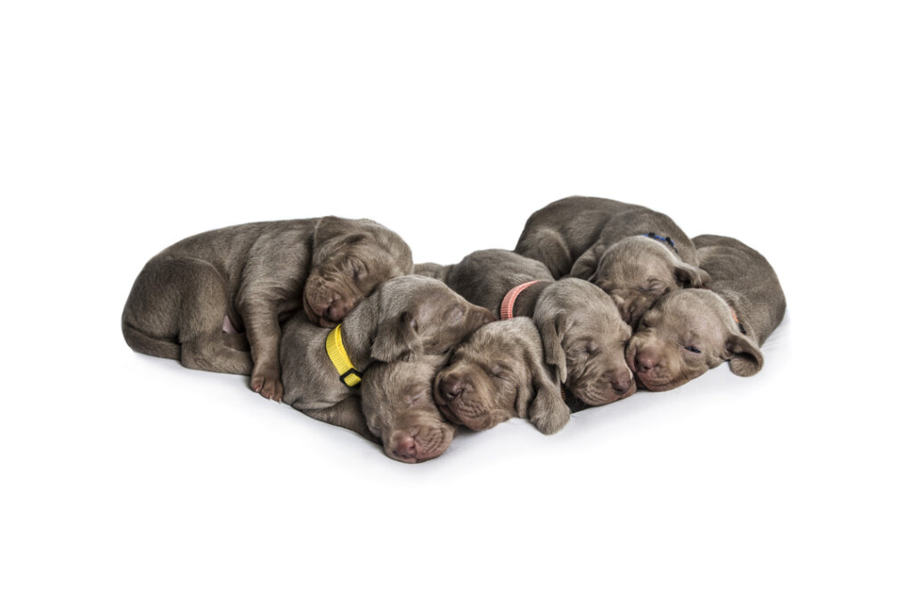 A photograph of puppies snuggled up in a group