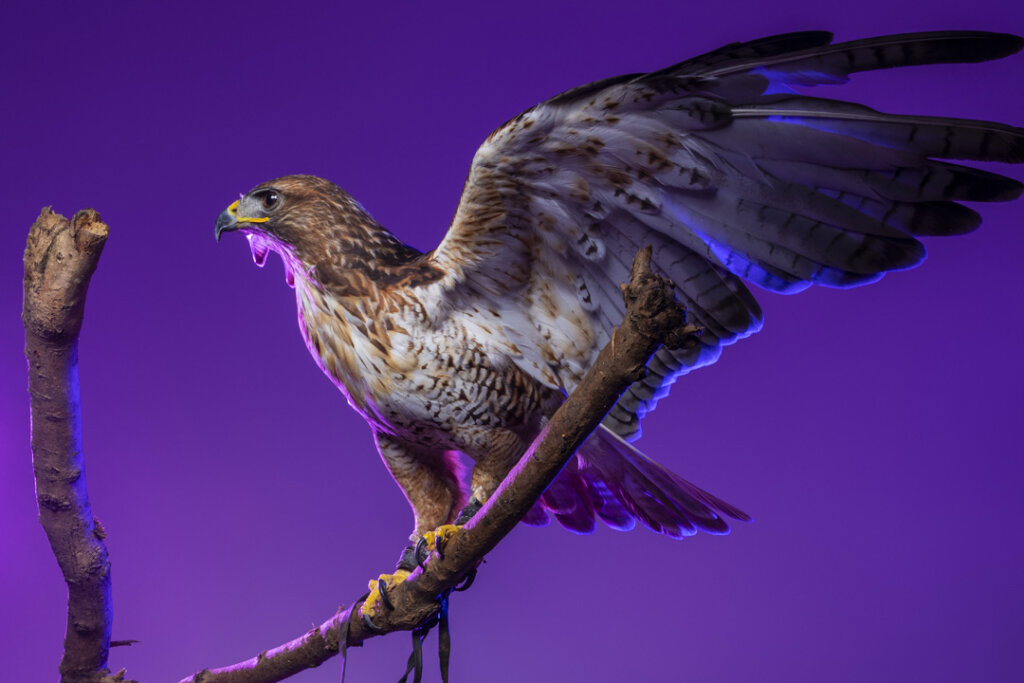 A large bird photographed on a purple background