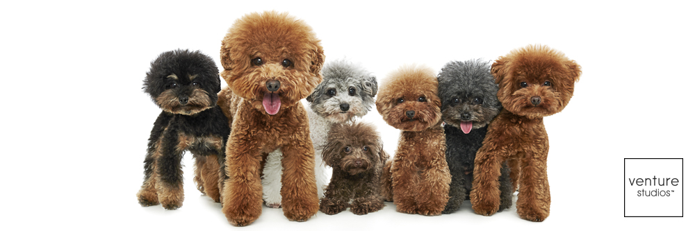 A photograph of 6 cute dogs