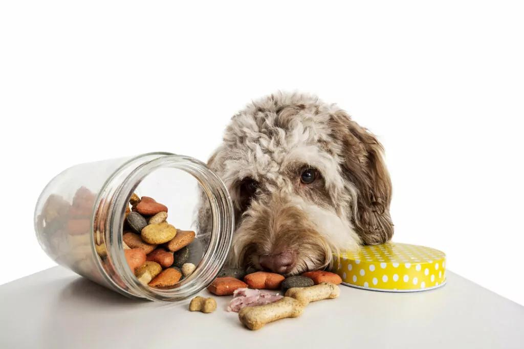 A photograph of a dog at a table full of treats